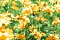 A Cluster of Cosmic Yellow Cosmos Flower