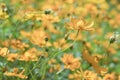 A Cluster of Cosmic Yellow Cosmos Flower