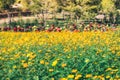 A Cluster of Cosmic Yellow Cosmos Flower