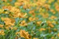 A Cluster of Cosmic Yellow Cosmos Flower