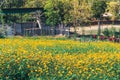 A Cluster of Cosmic Yellow Cosmos Flower