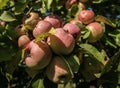 A Cluster Of Crab Apples In A Tree Royalty Free Stock Photo