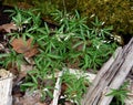 A cluster of cutleaf toothwort plants in a spring forest. Royalty Free Stock Photo