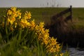 Cluster of daffodils by the ditch bank in front of the meadow with a wooden fence Royalty Free Stock Photo