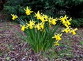 Cluster of Daffodils in the Woods