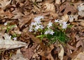 Cluster of dainty white and pink spring beauty flowers emerging from the forest floor. Royalty Free Stock Photo