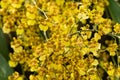 Cluster of Dancing Lady orchid flowers Oncidium sphacelatum