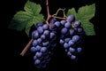 A cluster of dark purple grapes on a vine Royalty Free Stock Photo