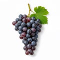 A fresh bunch of dark red and blue grapes with a green leaf on a white background bunch of grapes Royalty Free Stock Photo