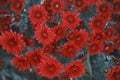 A cluster of dark red chrysanthemums are in bloom Royalty Free Stock Photo