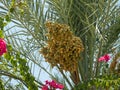 Cluster of dates, date palm fruits