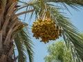 Cluster of dates, date palm fruits