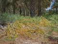 Cluster of dates on the ground in a plantation of date palms trees Royalty Free Stock Photo