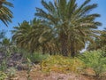 Cluster of dates on the ground in a plantation of date palms trees Royalty Free Stock Photo