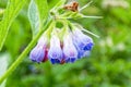 Cluster of pink and blue Spanish Bluebell wildflowers