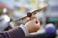 Give a swallow back to freedom Royalty Free Stock Photo