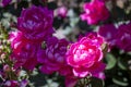 A cluster of double red Knock-Out roses in dappled sunlight. Royalty Free Stock Photo