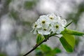 Cluster of Downy Serviceberry Flowers