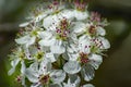 Cluster of Downy Serviceberry Flowers