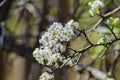 Cluster of Downy Serviceberry Flowers