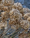 Cluster of dried hydrangea flowers