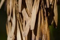 Cluster of Dried Seed Pods Hanging from an Autumn Tree