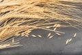 Cluster of dried wheat on a slate stone background