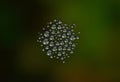 A cluster of droplets of water forming a delicate pattern Royalty Free Stock Photo