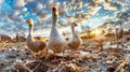 A cluster of ducks standing on a dirt field Royalty Free Stock Photo