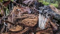 inkcaps coprinopsis fungi sprouting from the decay trunk. Royalty Free Stock Photo