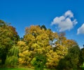 The cluster of the early autumn trees Royalty Free Stock Photo