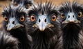 Cluster of Emu Heads with Expressive Eyes and Dark Feathers Curious Gaze of Flightless Birds Group Portrait Royalty Free Stock Photo