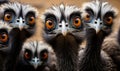 Cluster of Emu Heads with Expressive Eyes and Dark Feathers Curious Gaze of Flightless Birds Group Portrait Royalty Free Stock Photo