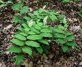 A cluster of false Solomon`s seal plants in a spring forest. Royalty Free Stock Photo