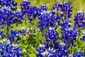 Cluster of the Famous Texas Bluebonnet Wildflowers.