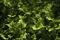 A cluster of fern leaves displaying different shades of green.