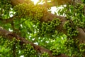 Cluster fig Ficus racemosa in tropical forest. Bottom view of green tree in tropical forest. Closeup raw and ripe cluster fig on Royalty Free Stock Photo