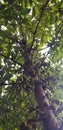 Cluster fig and fruits on this tree. Cluster fig fruits are used as vegetables food.