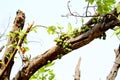 Cluster fig -Gular Tree Fruits Royalty Free Stock Photo