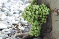 Cluster of figs in the tree (Ficus racemosa)