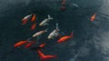 A cluster of fish gliding through a murky pond, their predominantly orange hues blending into the dimness of the water. Royalty Free Stock Photo