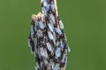 Cluster Flies with Pearl Wings