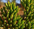 Cluster with floral buds of agave
