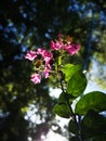 The cluster flower blossoming on the branch Royalty Free Stock Photo