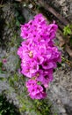 A cluster flower-like spring leaves and flowers of Bougainvillea Royalty Free Stock Photo