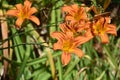 Cluster of Flowering Orange Daylilies Blooming in a Garden Royalty Free Stock Photo