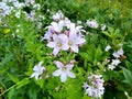 Campanula lactiflora `Loddon Anna`