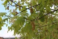 Cluster flowers bloom on oaks in spring