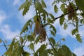 Cluster flowers bloom on oaks in spring