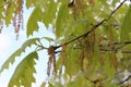 Cluster flowers bloom on oaks in spring